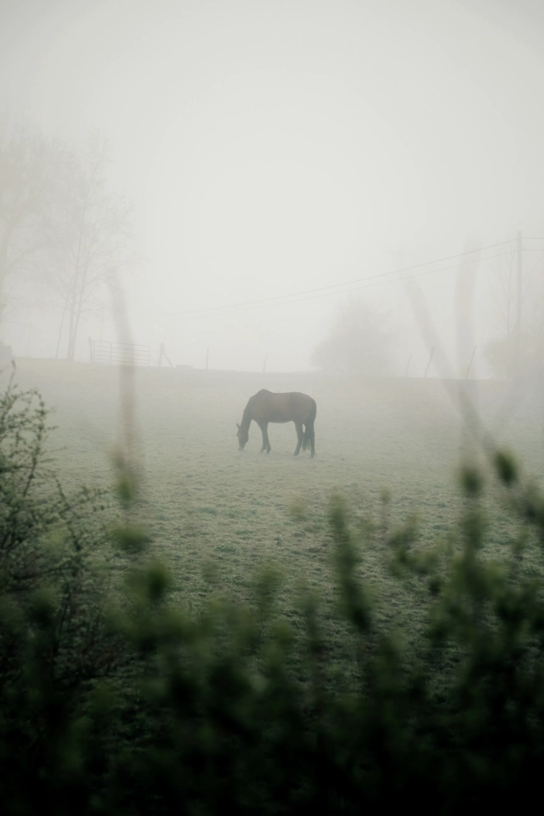 A horse standing in a quiet misty field