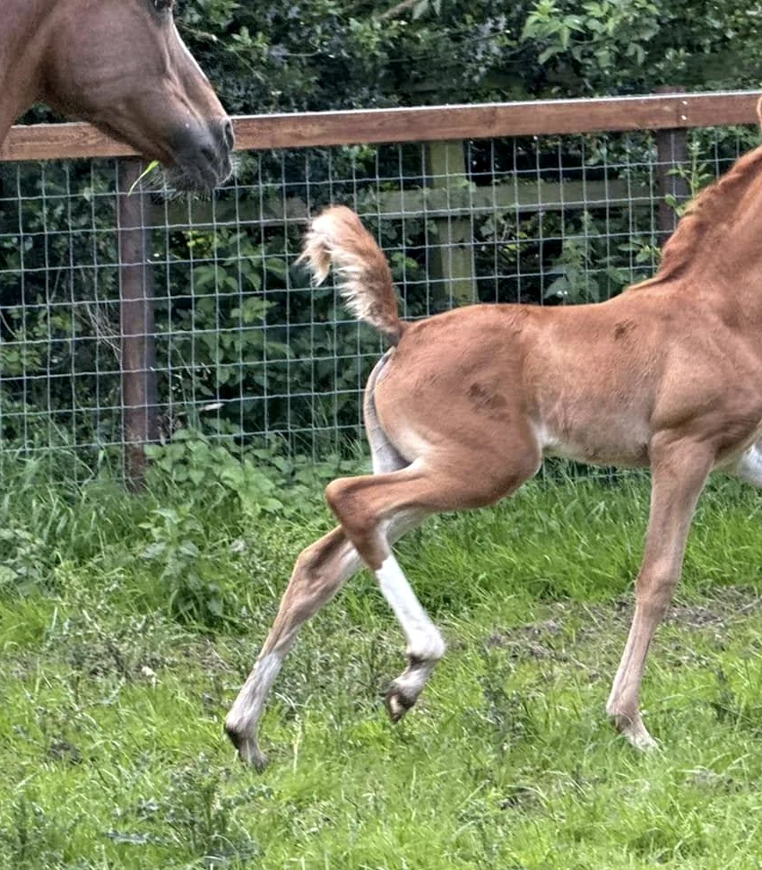 Horses outdoors in a pasture