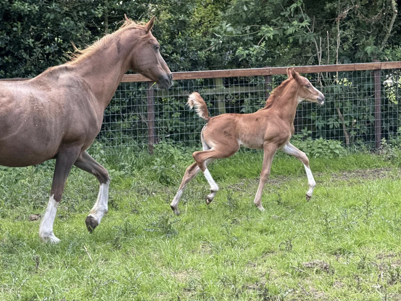 Mare and foal in a green field